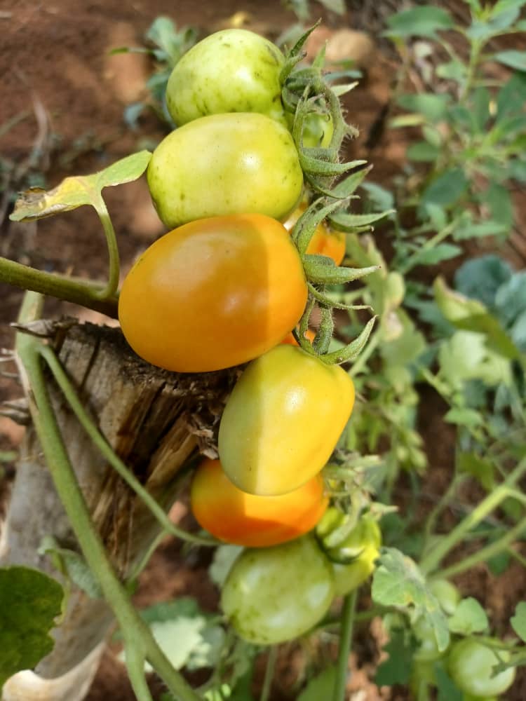 Tomates